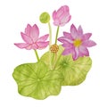 Lotus bush with pink flowers and buds and large green leaves painted in watercolor and isolated on a white background Royalty Free Stock Photo