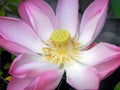 Large pink fully opened lotus