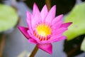 Lotus - Close up Pink Water lily (NYMPHAEACEAE ) Royalty Free Stock Photo