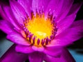 Lotus close up Royalty Free Stock Photo