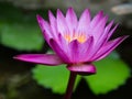 Lotus close up Royalty Free Stock Photo