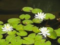 Blooming white lotuses and green frog