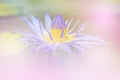 The lotus a color adjustment in soft style for background Royalty Free Stock Photo