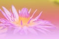 The lotus a color adjustment in soft style for background Royalty Free Stock Photo