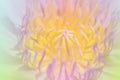 The pollen lotus a color adjustment in soft style for background Royalty Free Stock Photo