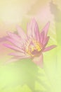 The lotus a color adjustment in soft style for background Royalty Free Stock Photo