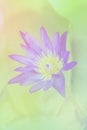 The lotus a color adjustment in soft style for background Royalty Free Stock Photo