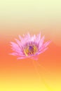 The lotus a color adjustment in soft style for background Royalty Free Stock Photo