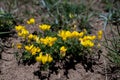 Lotus corniculatus or bird's-foot trefoil, yellow flowers in the field.