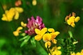 Lotus corniculatus