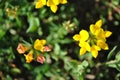 Lotus corniculatus common bird`s foot trefoil or deervetch, eggs and bacon, bird`s foot trefoil yellow flowers blooming on soft