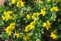 Lotus corniculatus, common bird`s-foot trefoil yellow flowers closeup selective focus