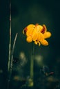 Lotus corniculatus, common birdsfoot trefoil in grass. Colored macro photo Royalty Free Stock Photo