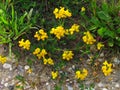 Lotus corniculatus - english birds-foot trefoil, yellow blossom in summer