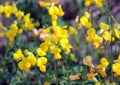 Lotus corniculatus grows among the grasses in the meadow Royalty Free Stock Photo