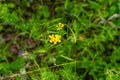 Lotus corniculatus plant close-up