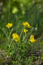 Lotus corniculatus