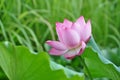 Lotus flower rising from mud to the sunshine