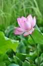Lotus flower rising from mud to the sunshine