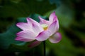 Lotus with dewdrop