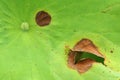 Lotus diseased leaf