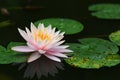 Lotus with dragonfly couple in peaceful pond