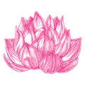 Lotus Drawing 002 Royalty Free Stock Photo