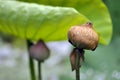 Lotus dying,The life cycle of a lotus Royalty Free Stock Photo
