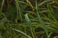 Lotus effect on a gras leaf