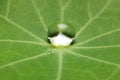 Lotus effect with pearling water drops Royalty Free Stock Photo