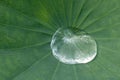 Lotus effect, water droplet on the surface of a lotus leaf