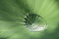 Lotus effect, water droplet on the surface of a lotus leaf