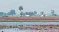 Lotus Farming At Gulawat Near Indore Royalty Free Stock Photo