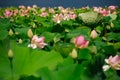 Lotus field