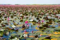 lotus field