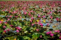 Lotus Field in the lek Ayutthya .Thailand