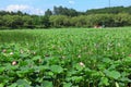 Lotus field