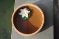 Lotus floating in water clay pot at spa Royalty Free Stock Photo