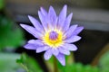 Lotus or florescent purple lotus and rain drop