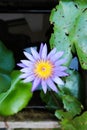 Lotus or florescent purple lotus ,waterlily