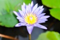 lotus or florescent purple lotus , violet lotus
