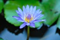 lotus or florescent purple lotus or violet lotus