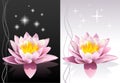 Lotus flower Royalty Free Stock Photo