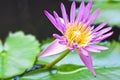 Lotus flower Royalty Free Stock Photo