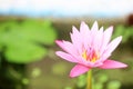 Beautiful pink water lily or lotus flower in pond Royalty Free Stock Photo