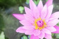 Beautiful pink water lily or lotus flower in pond Royalty Free Stock Photo