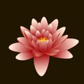 Lotus flower