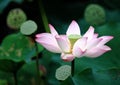 Lotus flower