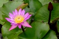 Lotus Flower