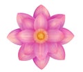 Pink lotus watercolor illustration. Realistic hand drawn painting